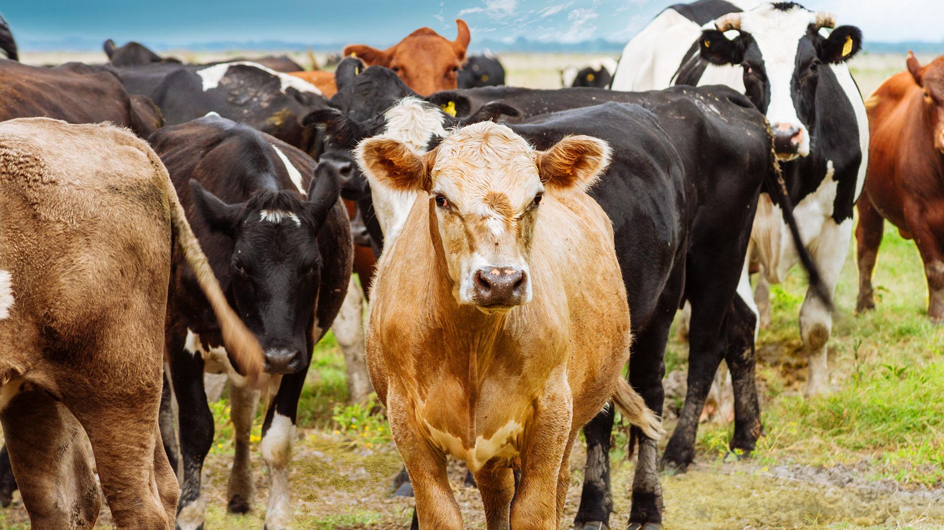 Insólita situación con una vaca en Jujuy (Imagen ilustrativa).