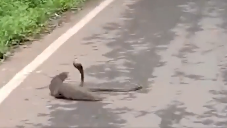 Video: cobra intentó huir de una pelea, pero la mangosta no le perdonó la vida.