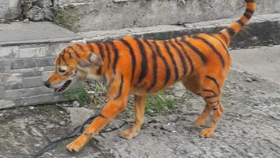 El perro malayo que fue pintado para parecer un tigre.