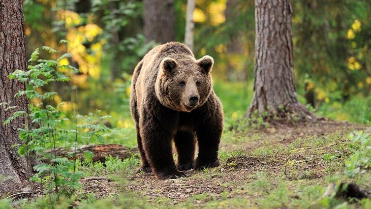 Oso pardo silvestre (Imagen ilustrativa).