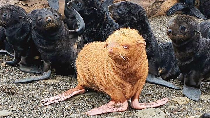 La foca fue encontrada en la isla de Tiuleni, situada en el Mar de Ojotsk, Rusia.