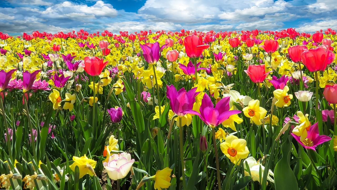 Escolaso y las fijas de la primavera. (Imagen ilustrativa)