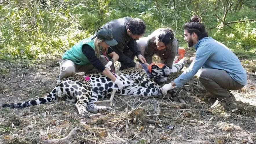 El yaguareté corre riesgo de ser atrapado por cazadores furtivos. 