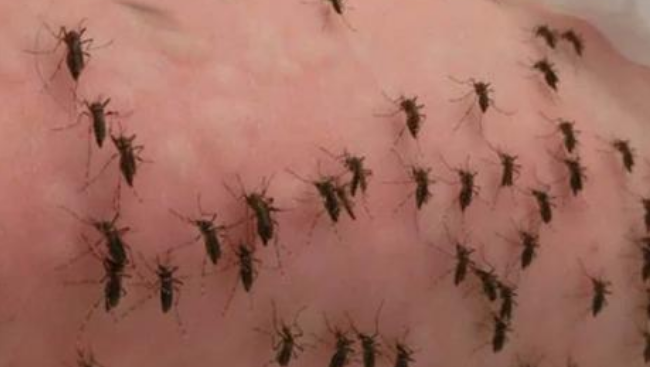 Se dejó picar por mil mosquitos buscando la forma de combatir el dengue.