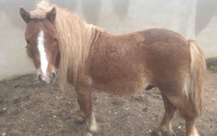 Un caballo fue abusado sexualmente en España.