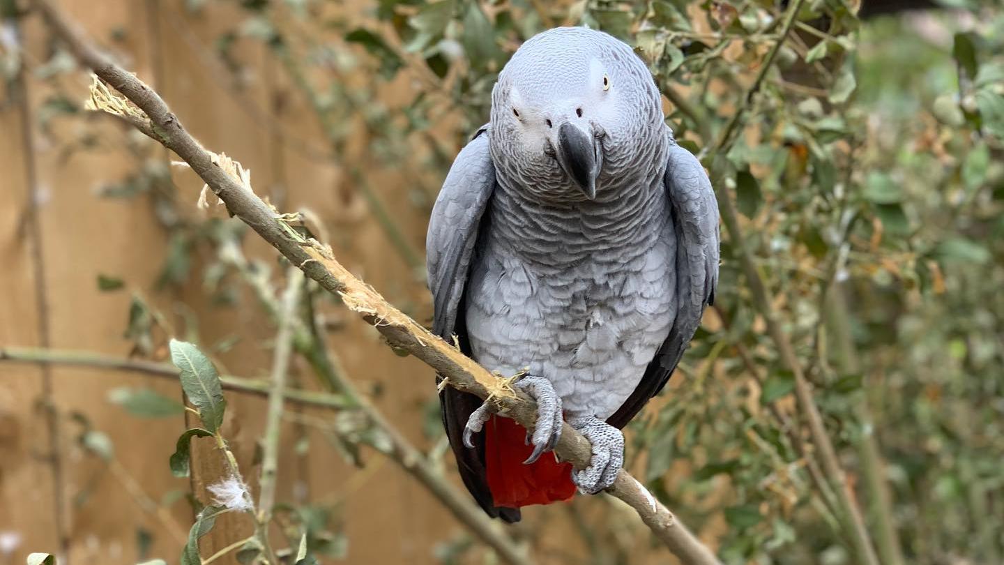 Separan a cinco loros de un zoológico por insultar a los visitantes.