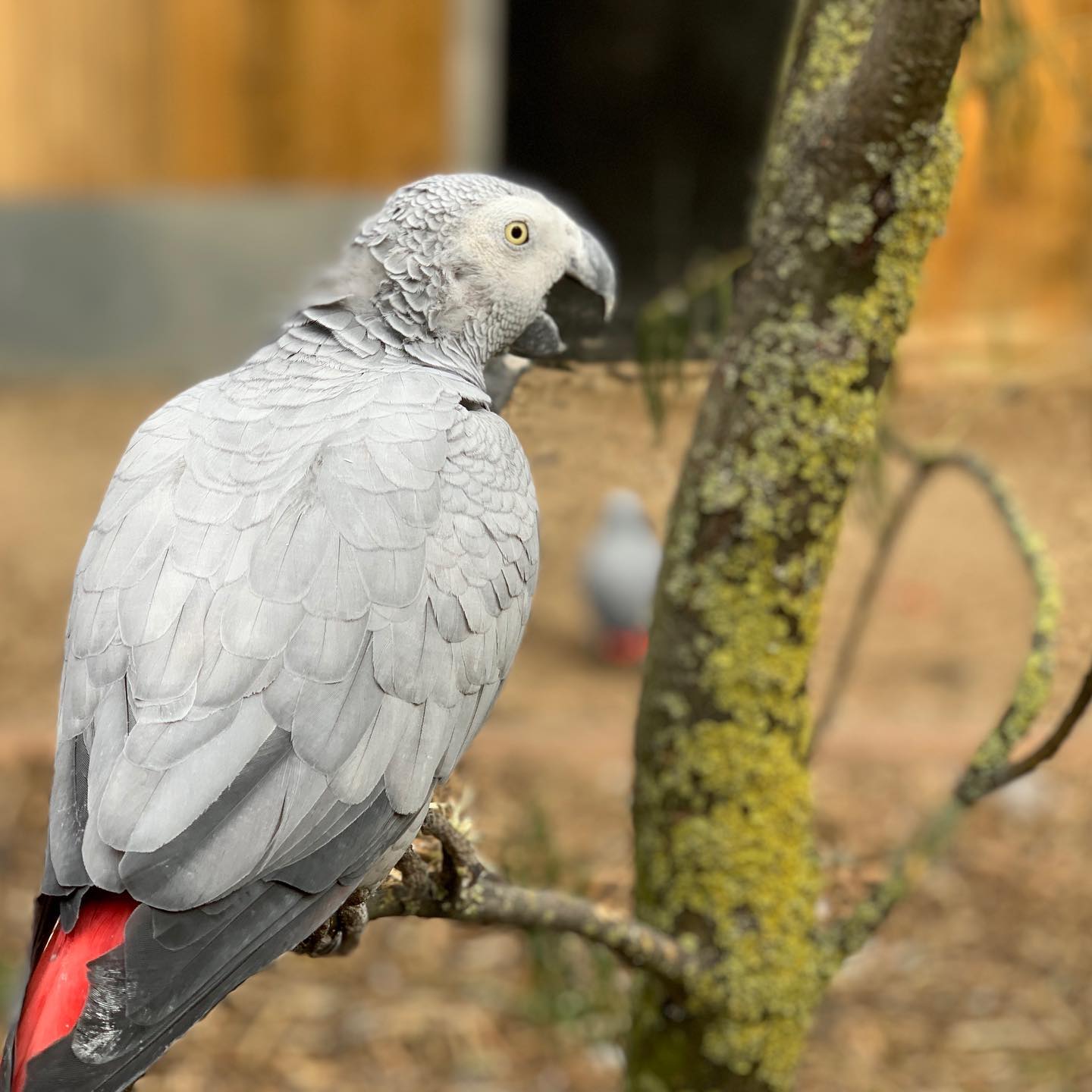 Separan a cinco loros por insultar a los visitantes del zoológico