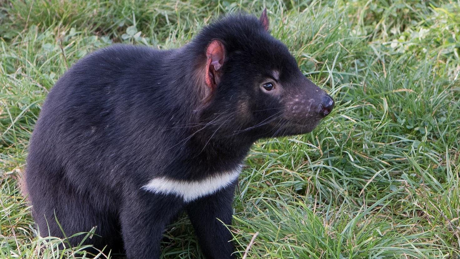 El demonio de Tasmania es muy necesario para el eco sistema australiano.