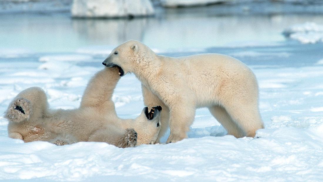 Dos osos cerca del pueblo de Churchill, en la provincia de Manitoba, Canadá (Foto: Arco Images)