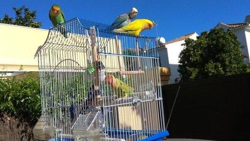 Al principio, la mujer no se dio cuenta de la razón por la que estas aves se interesaban en sus pájaros