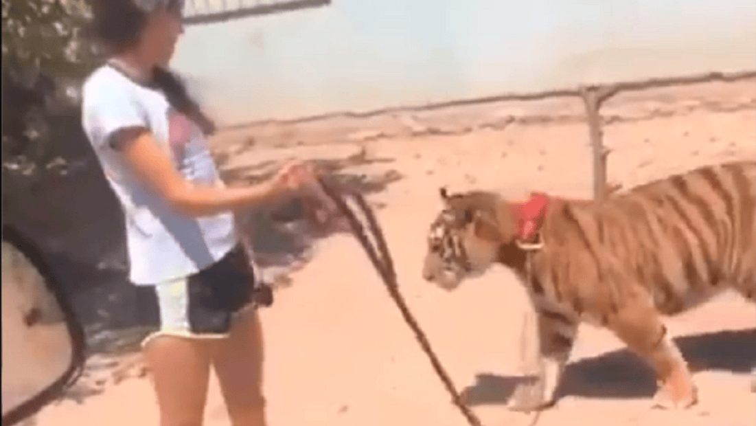 La filmación de la joven paseando a un tigre se volvió viral (Captura de video). 