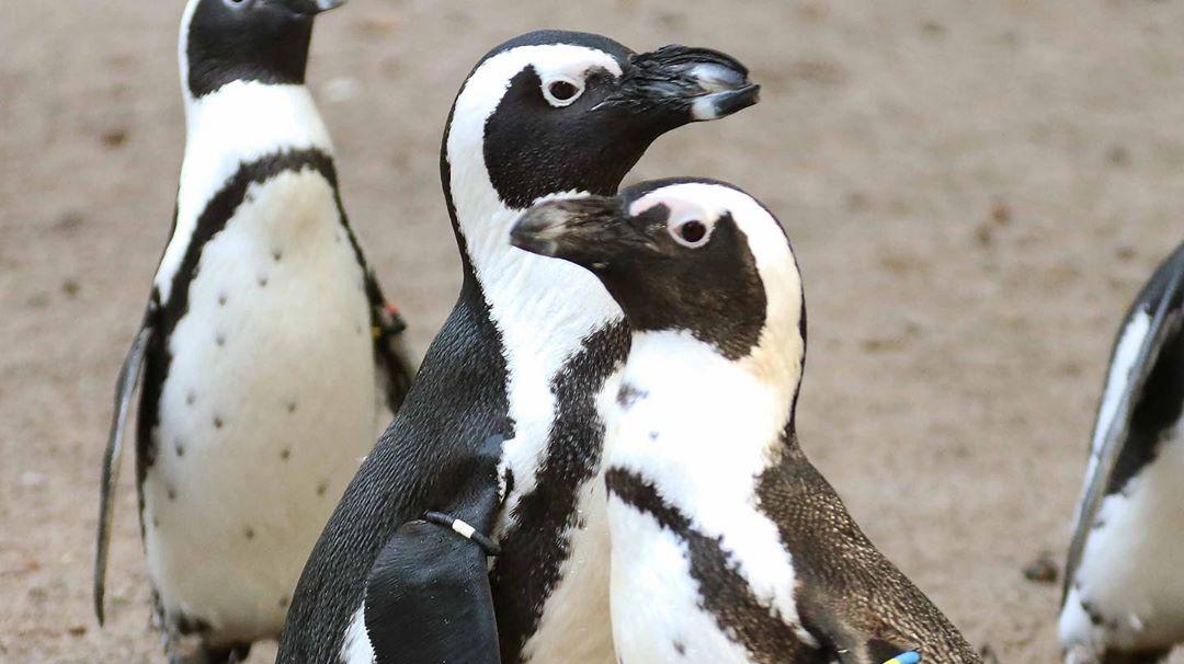 Según los cuidadores del zoológico, la pareja oportunista domina al resto de las 17 aves del recinto