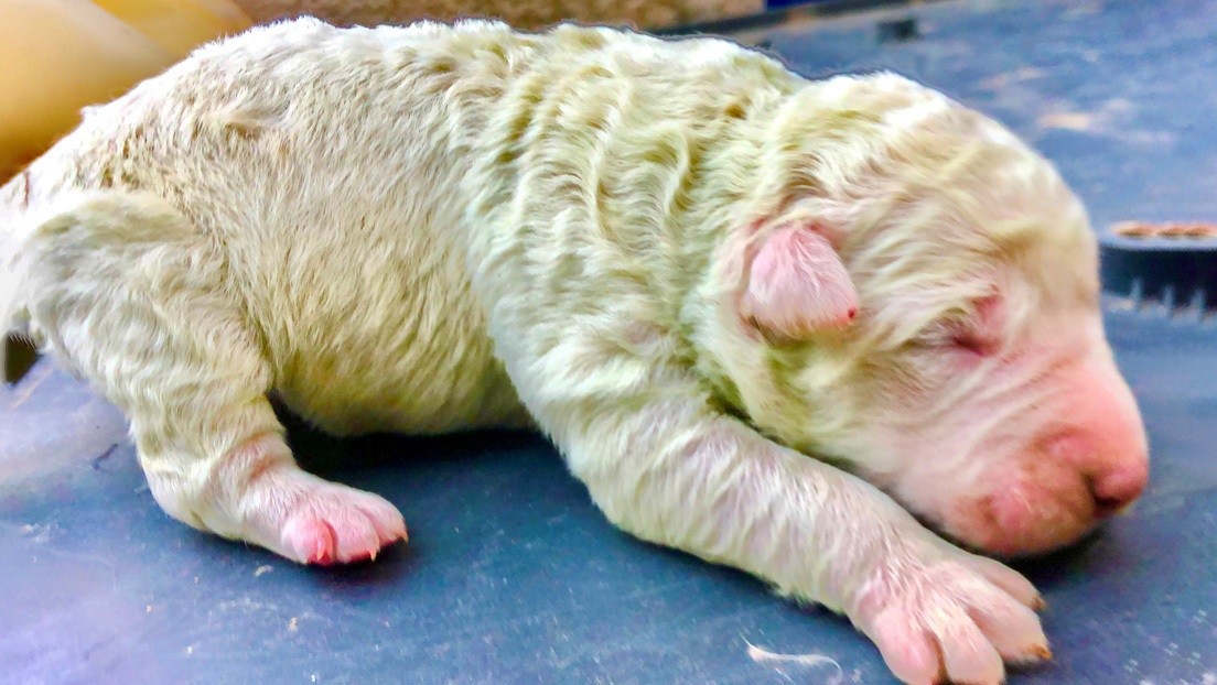 Pistocho, el perrito que nació de color verde y conquistó las redes sociales.