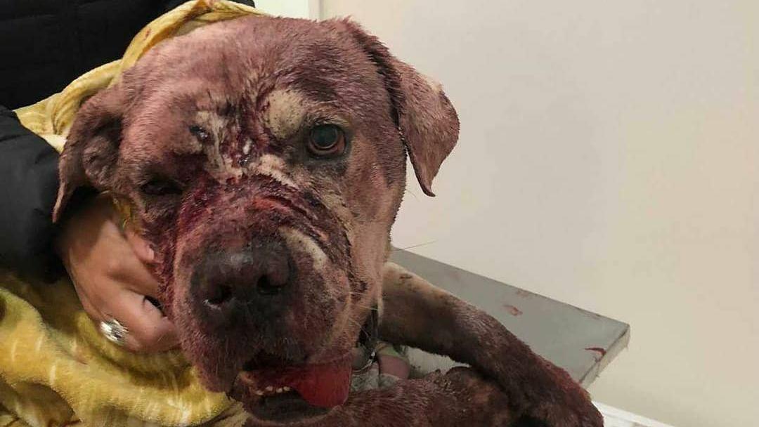 El animal fue asistido por los vecinos pero falleció horas después en el veterinario (Instagram),