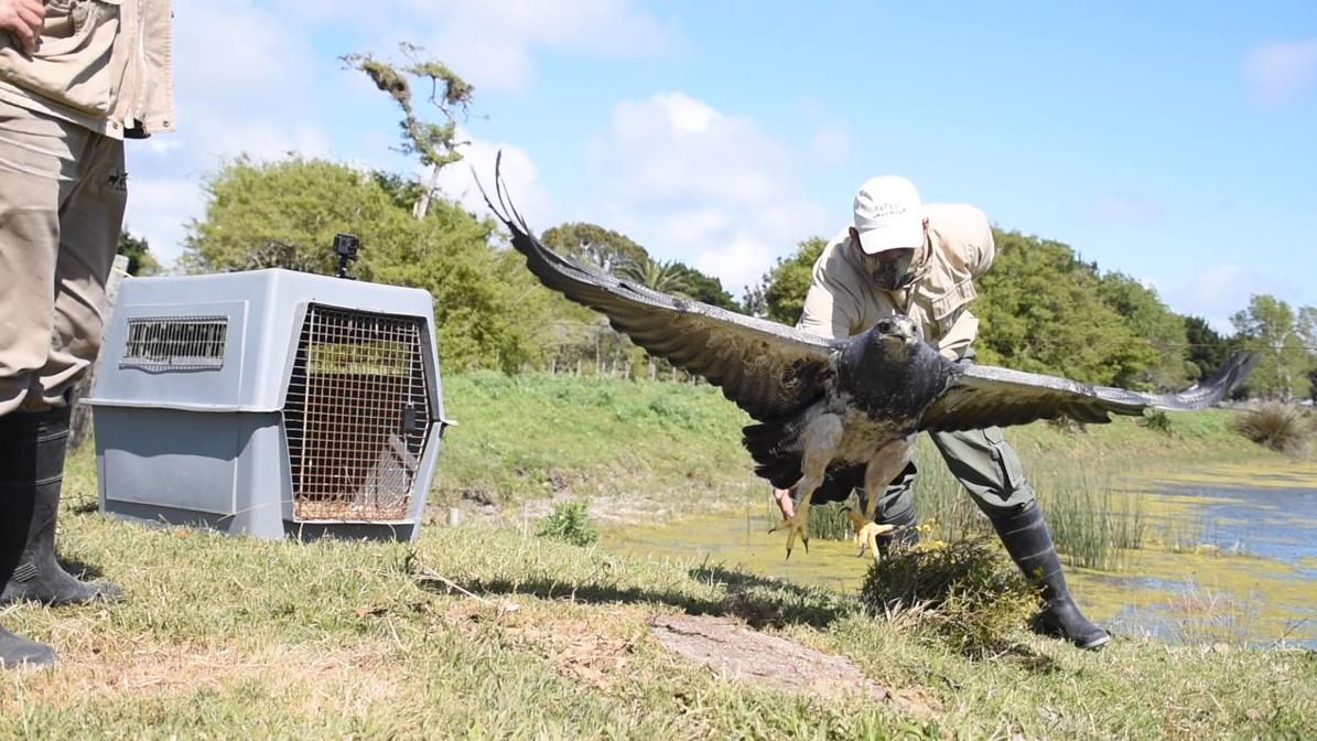 El animal fue víctima de tráfico ilegal. (Foto: Mundo Marino)