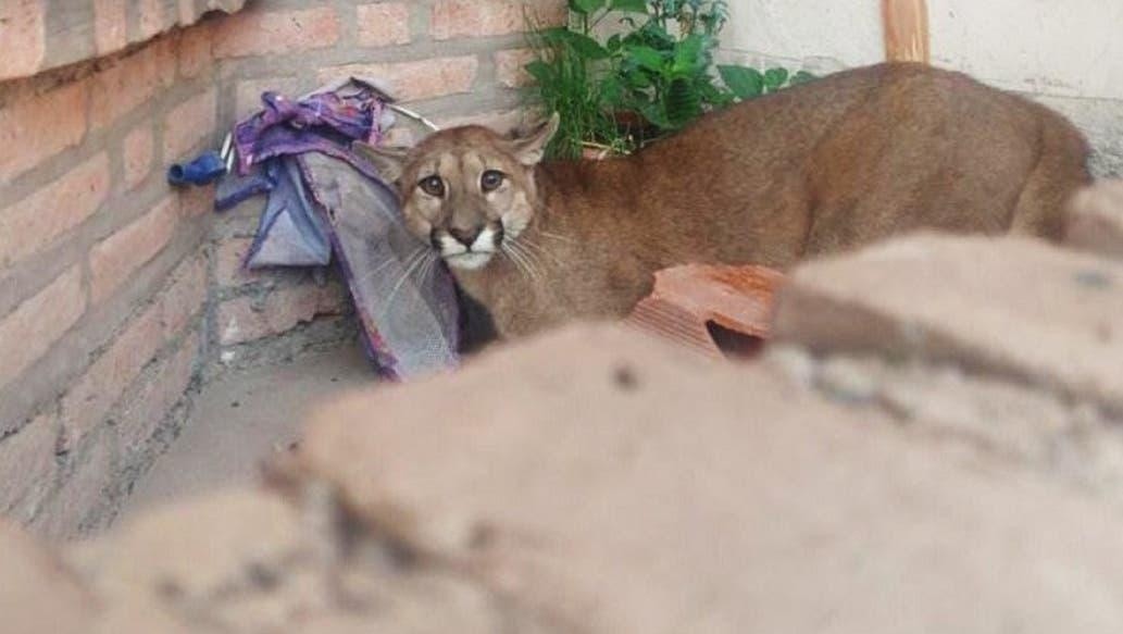 Un puma se metió en una casa de Jujuy.