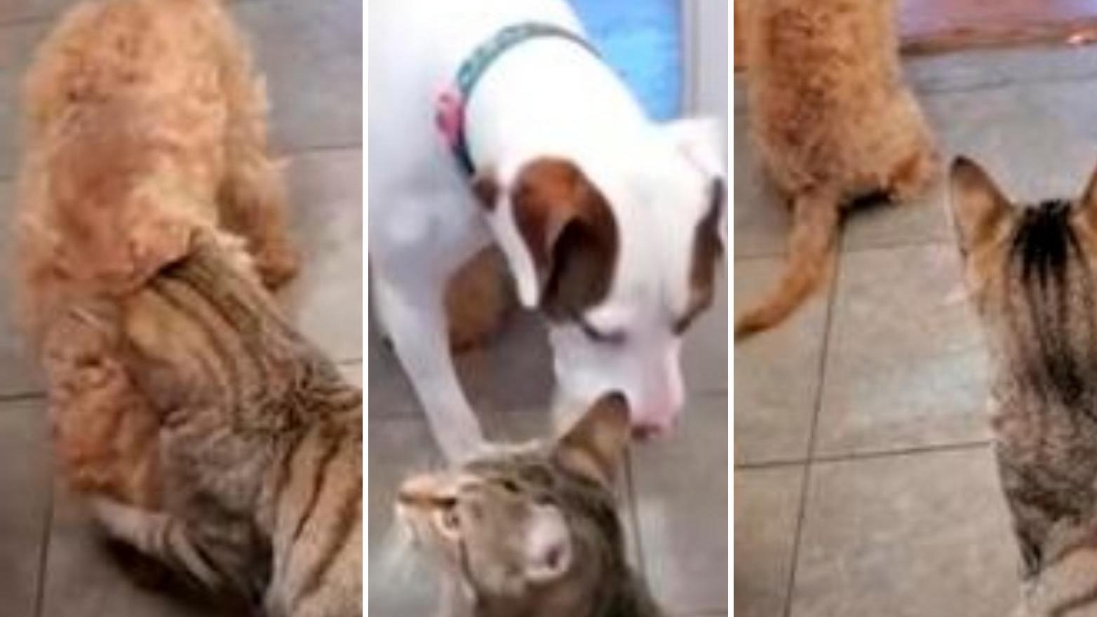 Los perros y el gato protagonistas del video furor en redes sociales.