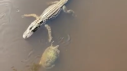 Ambos animales conviven en un canal y lograron entablar una relación amistosa.