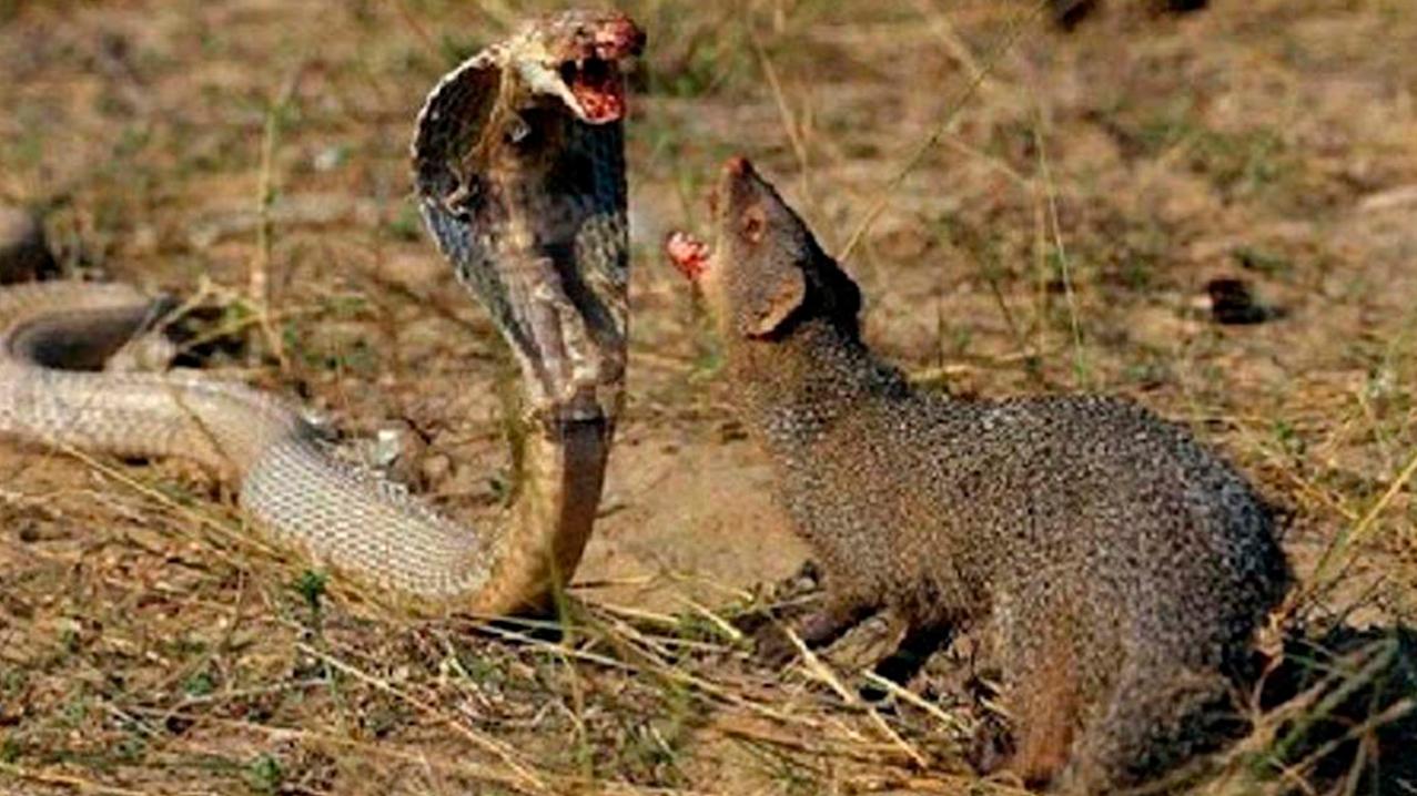 La pelea entre los animales se extendió por media hora y el video se convirtió en viral (imagen ilustrativa).