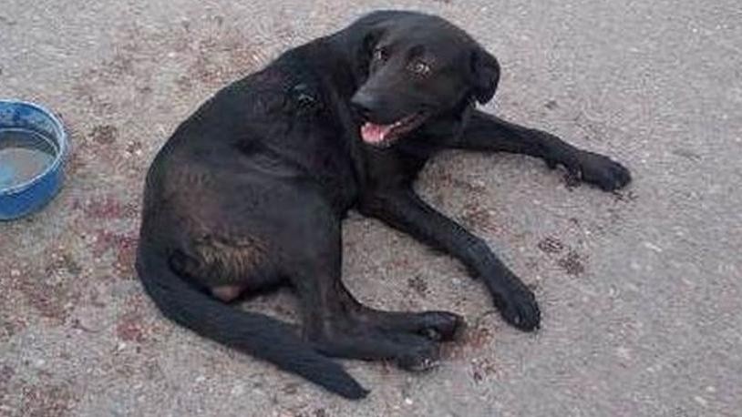 El perro dejó manchas de sangre en la calle por la que fue arrastrado.