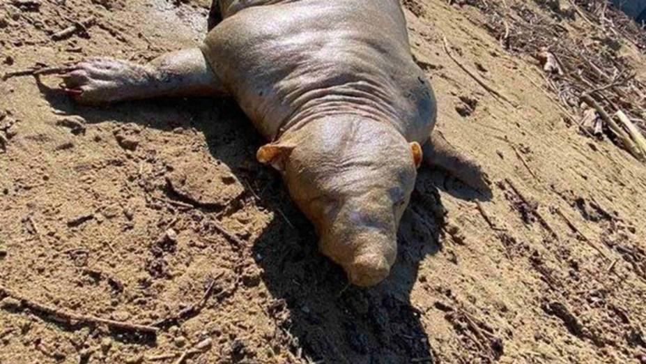 Así se ve la criatura hallada a orillas del río.