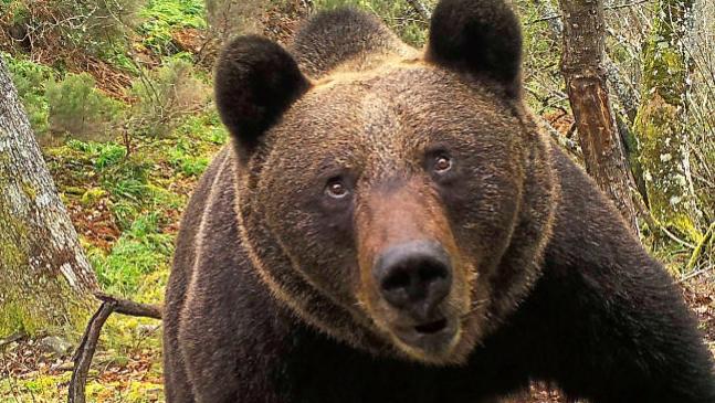 Un oso atacó a un perro y su dueño lo golpeó para salvarlo. (Foto: ilustrativa)