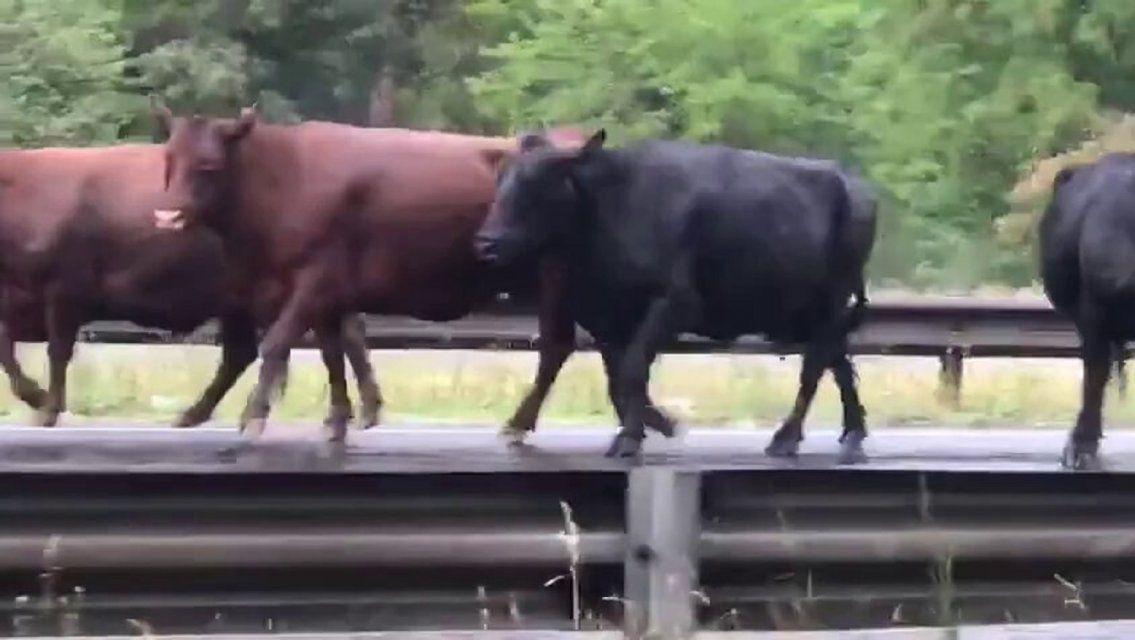 Afortunadamente, el escape de las vacas por la autopista no produjo otros accidentes.