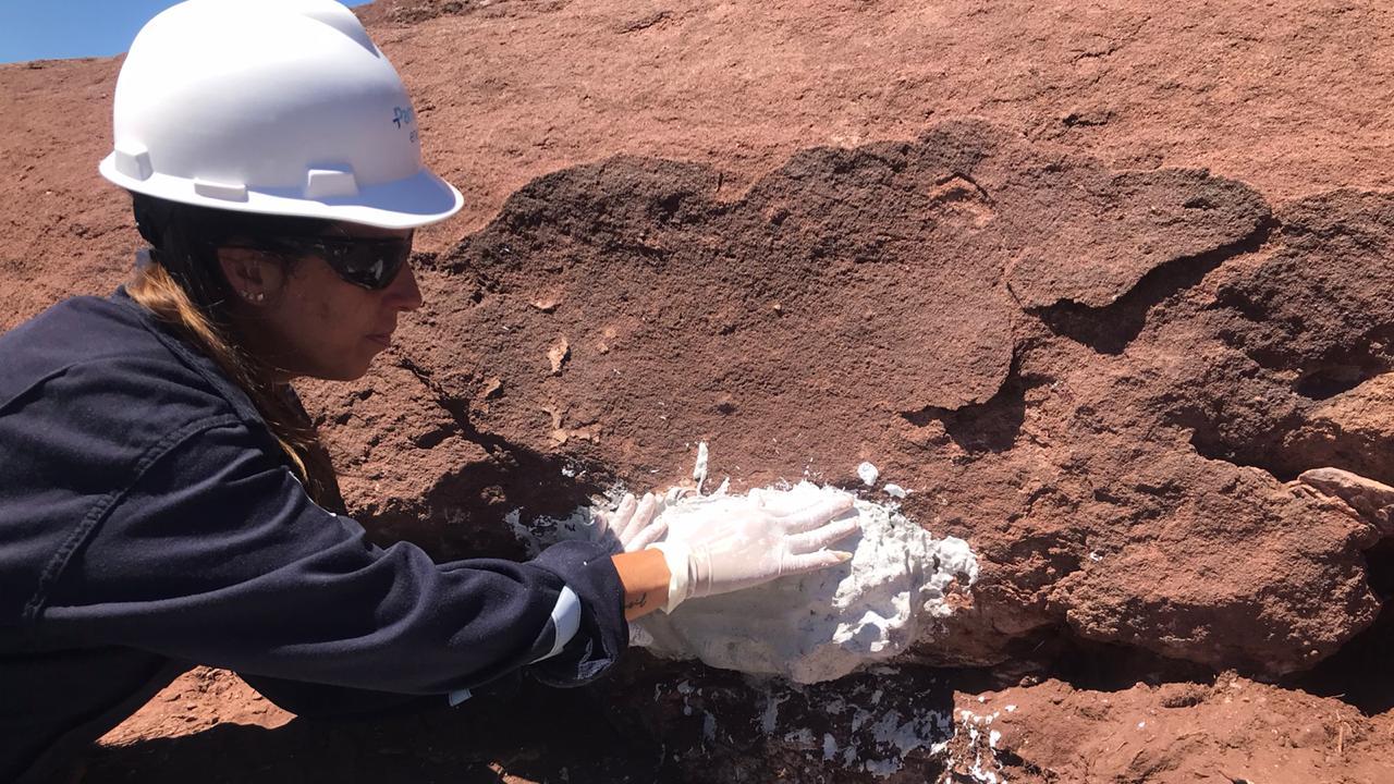 Los restos fósiles del dinosaurio fueron hallados en la zona de Sierra Chata.