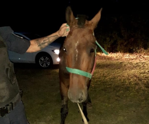 Este es el caballo que era utilizado por el menor de edad para concretar los asaltos.