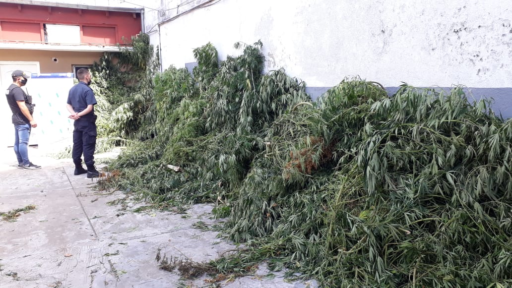 Estas son algunas de las plantas de marihuana que se hallaron en la escena del asesinato.