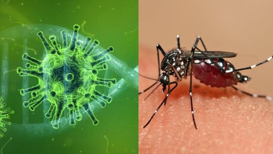 El coronavirus y el dengue, los dos grandes problemas de este año.