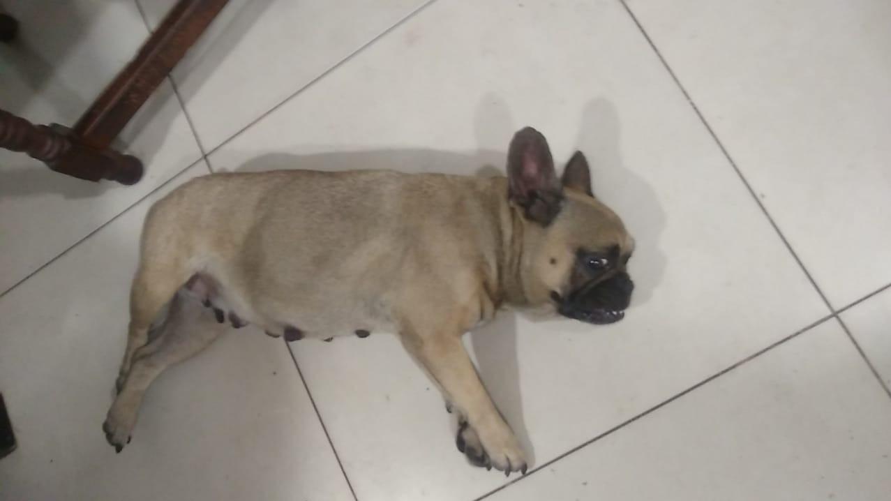 El Bulldog Francés estaba sin agua ni comida en un balcón del edificio.