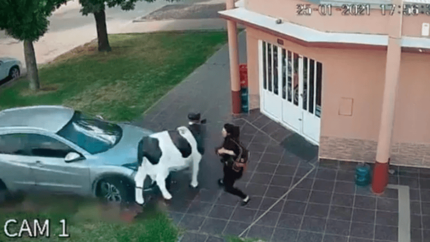 La vaca salvó a la mujer de un lamentable accidente de tránsito (Captura de video).