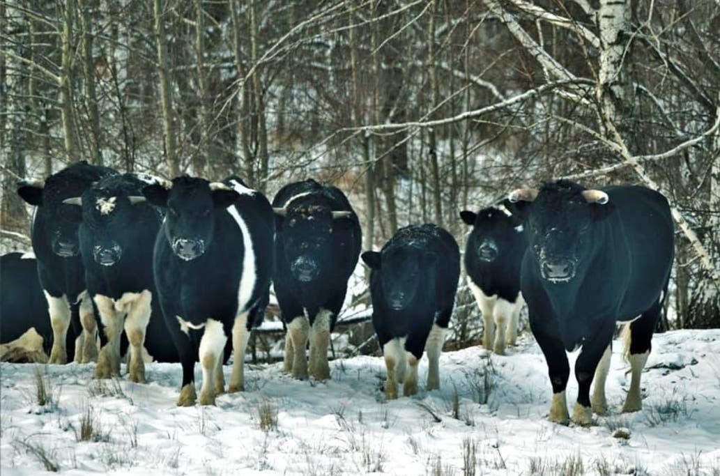 Las vacas se volvieron locas en Chernobyl (Facebook).