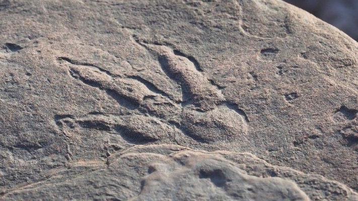 La huella fue removida esta semana y llevada al Museo Nacional en Cardiff, donde será exhibida.