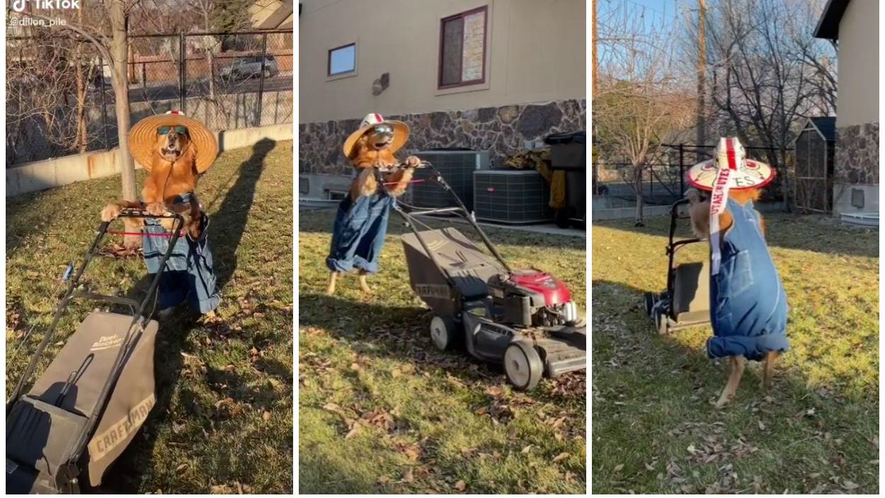 Así el perro jardinero deja impecable el césped de la casa de su dueño. (Captura video)