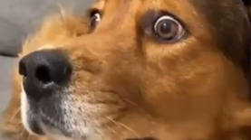 La reacción del perro se viralizó en las redes sociales (captura)