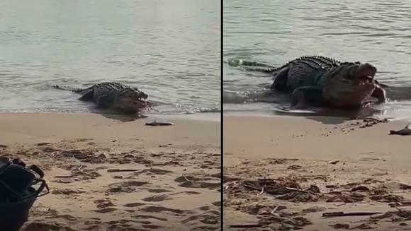 El cocodrilo atrapo a sus presas y regresó al agua (Captura de pantalla)