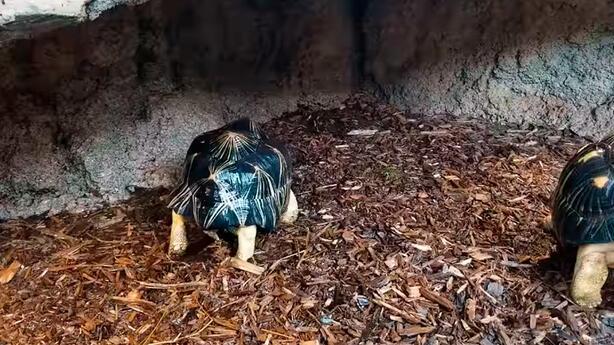 Las imágenes fueron compartidas por el Acuario de Tennessee, en Estados Unidos. 