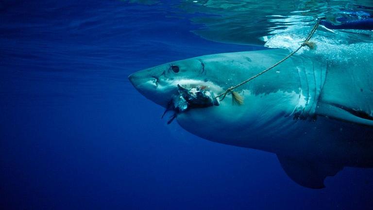 Un joven pescador fue arrastrado por un tiburón.