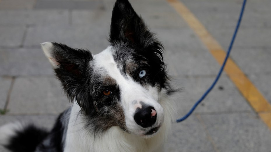 Un border collie es el heredero de una fortuna de 5 millones de dólares