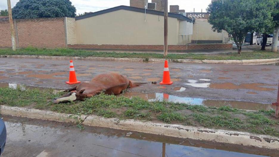 El animal se desplomó y el hombre lo golpeó salvajemente. (Foto: El Liberal)