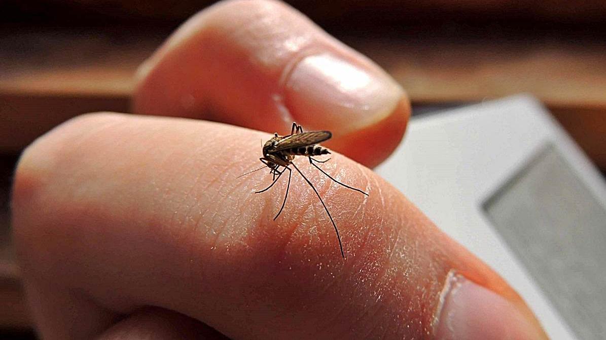 Alerta en Salta por 116 casos de dengue.