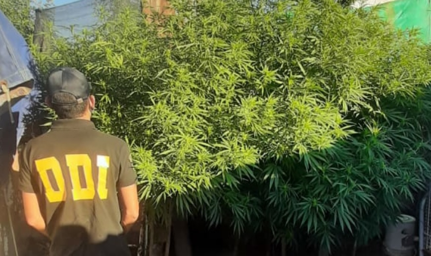 Esta la planta de marihuana que fue secuestrada en Pehuajó por los efectivos policiales.