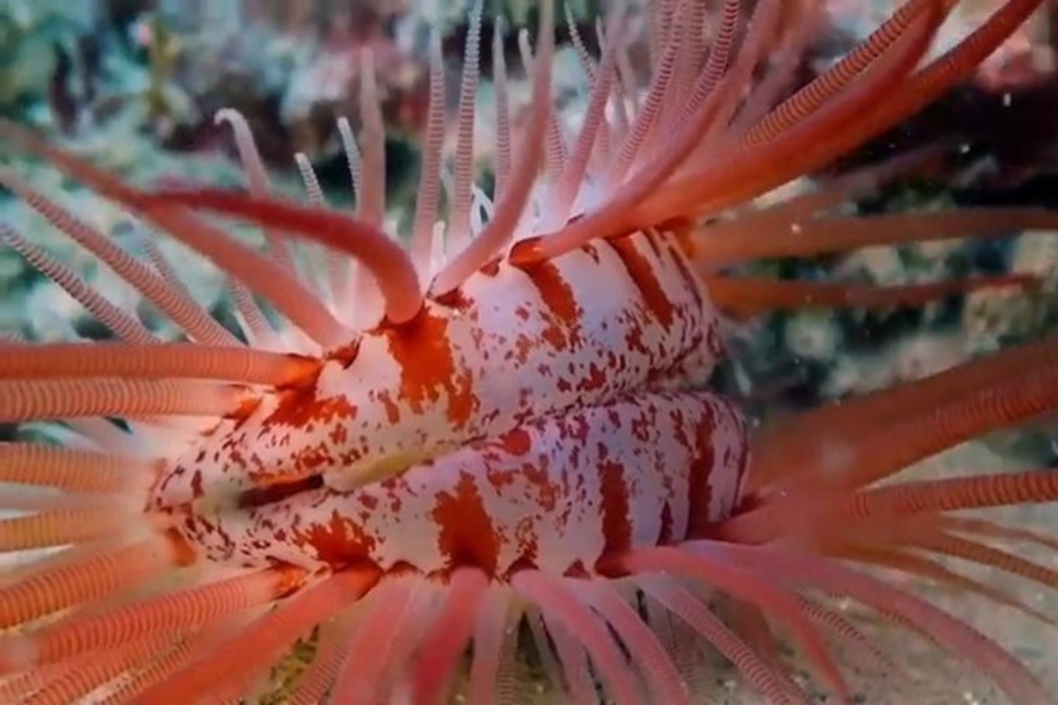 La almeja Lima Scabra se encuentra generalmente en el Mar Caribe