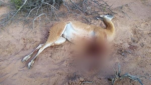 El guanaco debió ser sacrificado a causa de las heridas mortales que había sufrido.