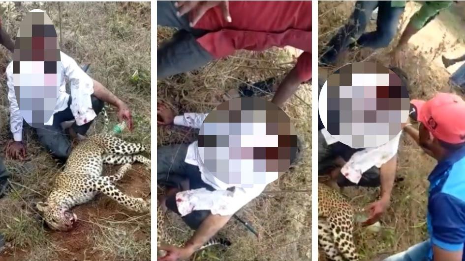 Así quedaron el hombre y el leopardo tras la feroz pelea. (Captura video)