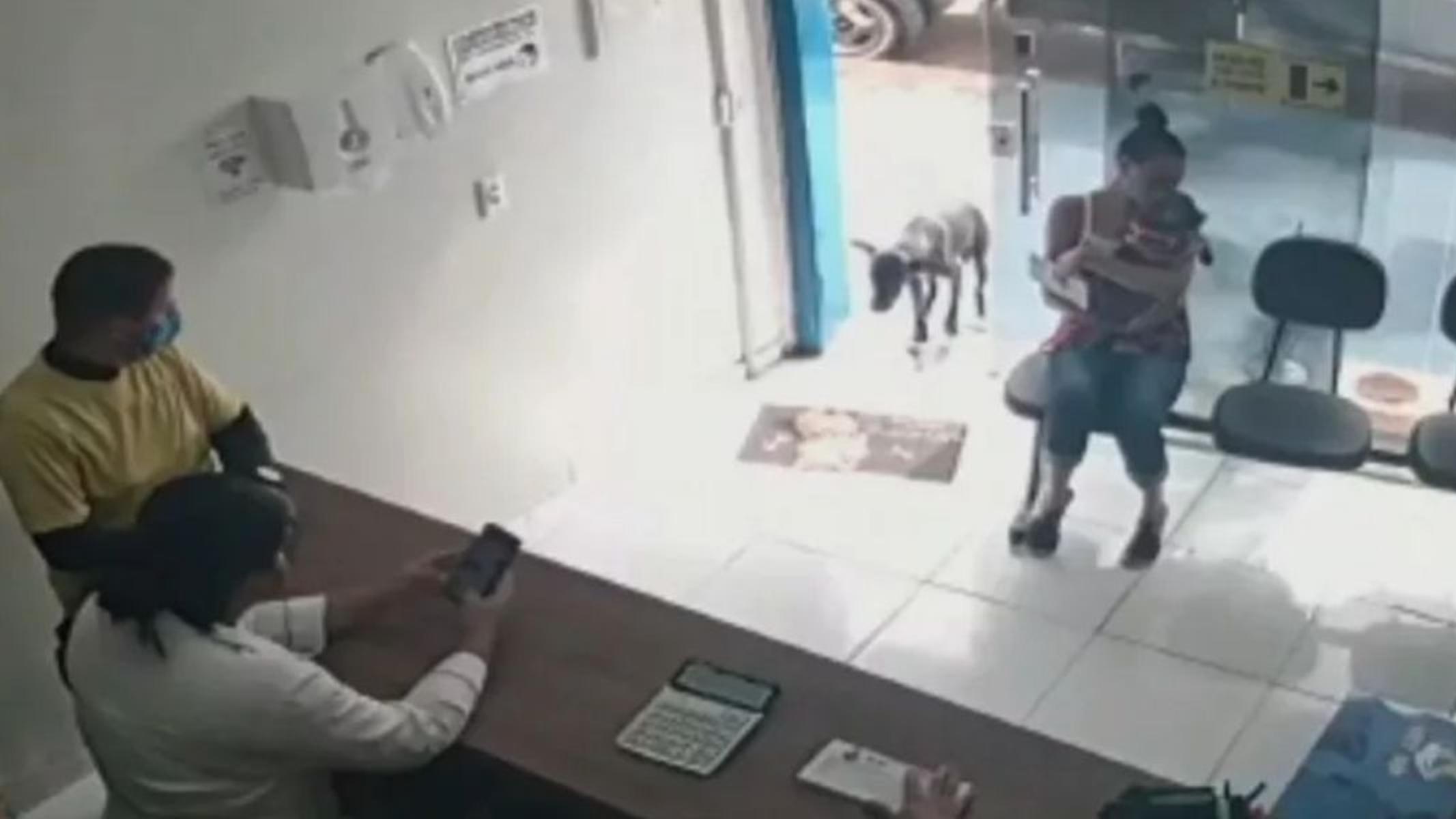 El perro herido, al momento de ingresar a la veterinaria.