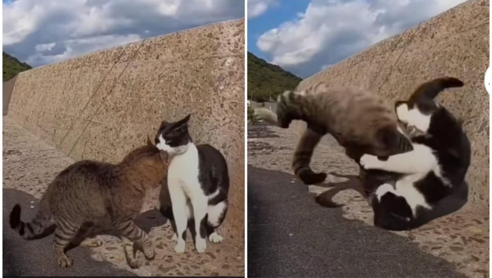 Un video viral muestra la 'épica' pelea a muerte entre dos gatos. 