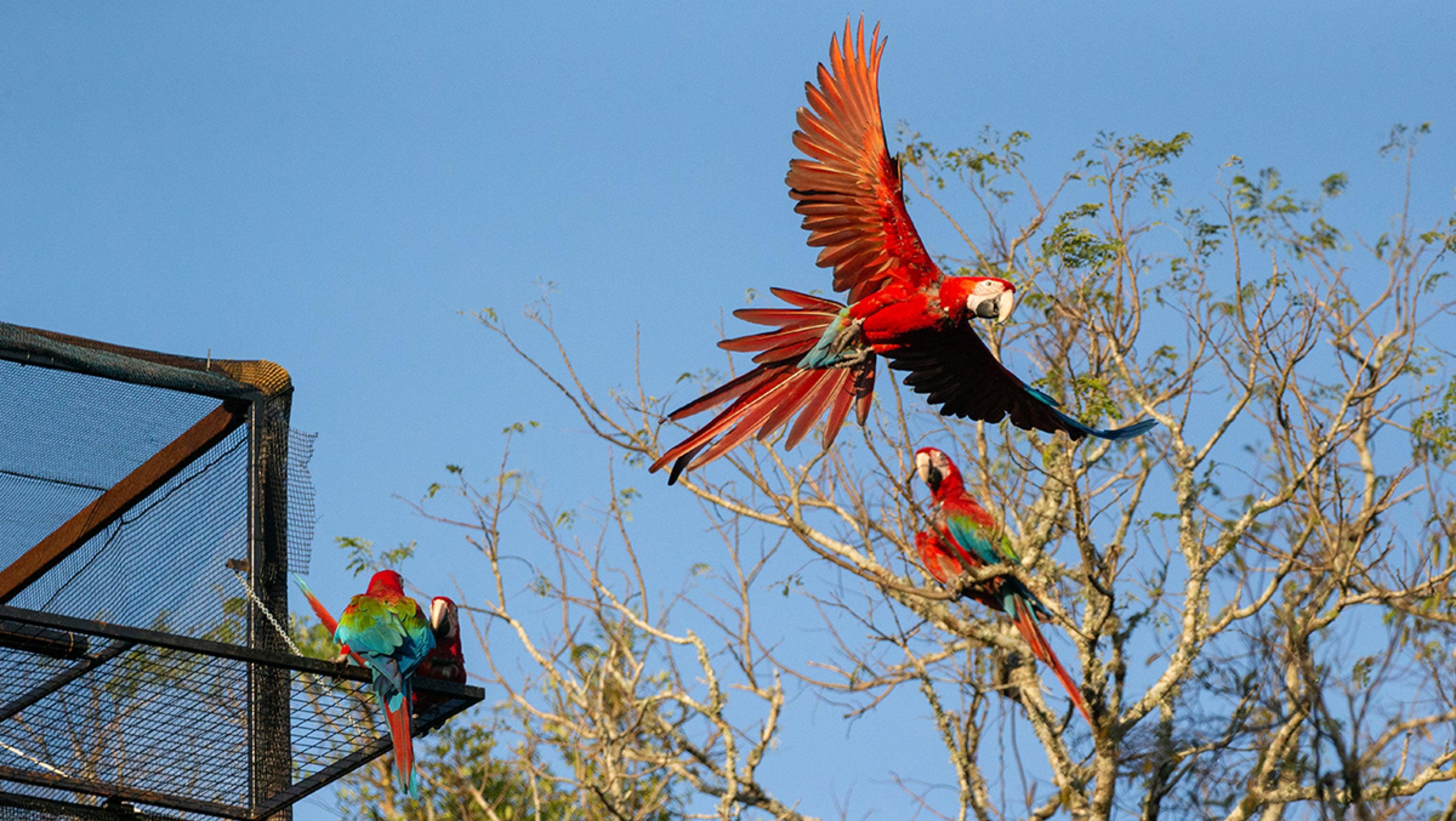 Son ya 17 aves las que vuelan libres por los Esteros del Iberá (Télam).